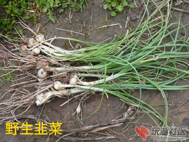 P1870209_副本.jpg