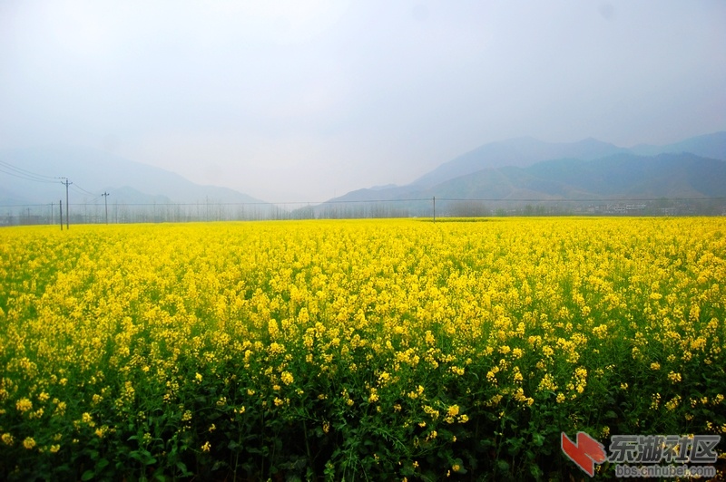 油菜花.jpg