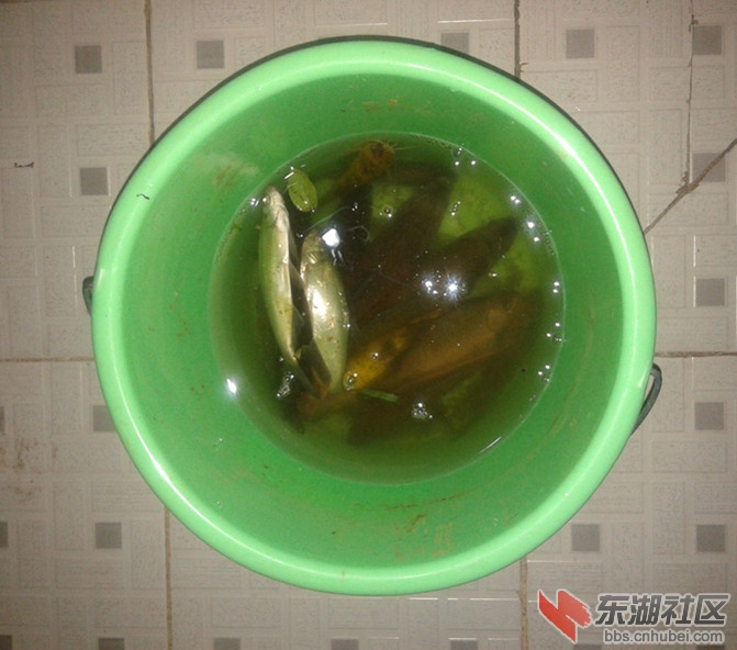 12条鱼_副本.jpg