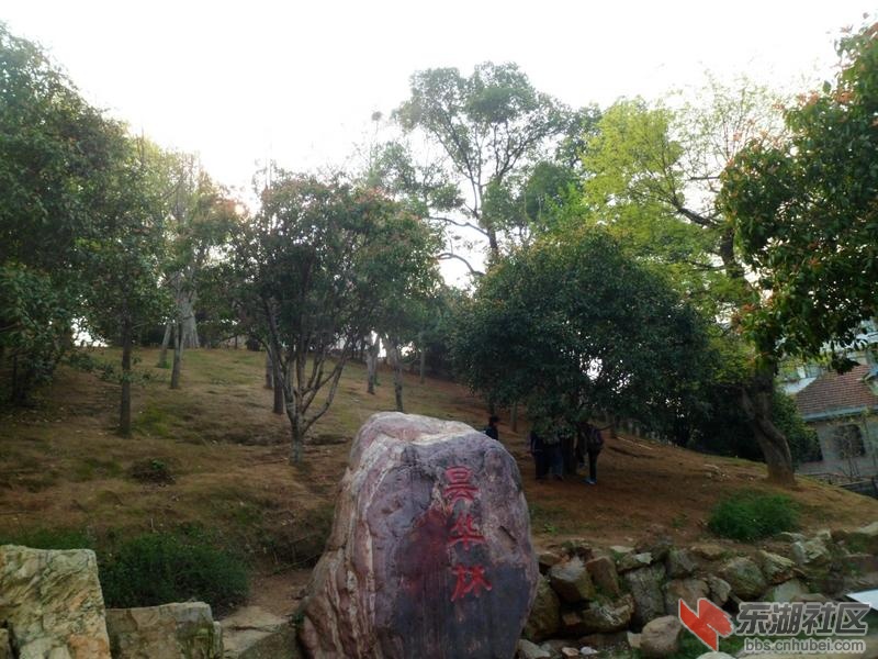 树林.jpg