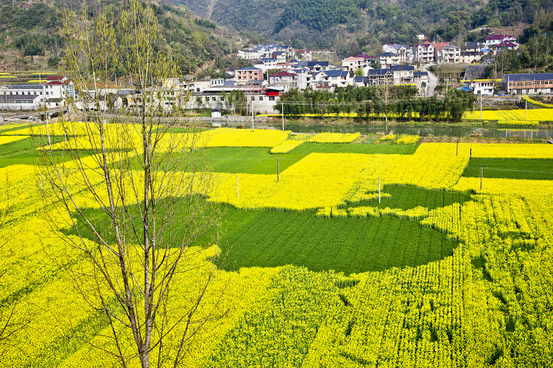 油菜花开4.jpg