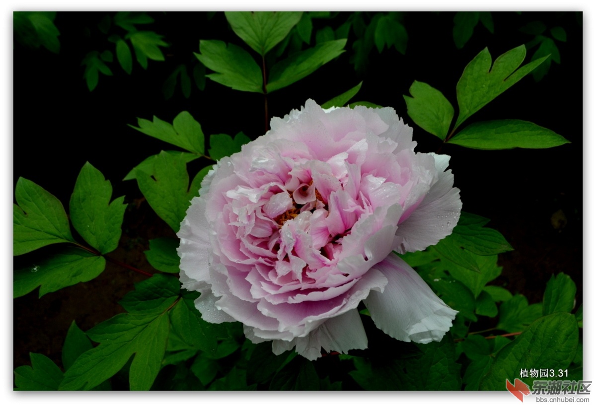 DSC_0042.JPG