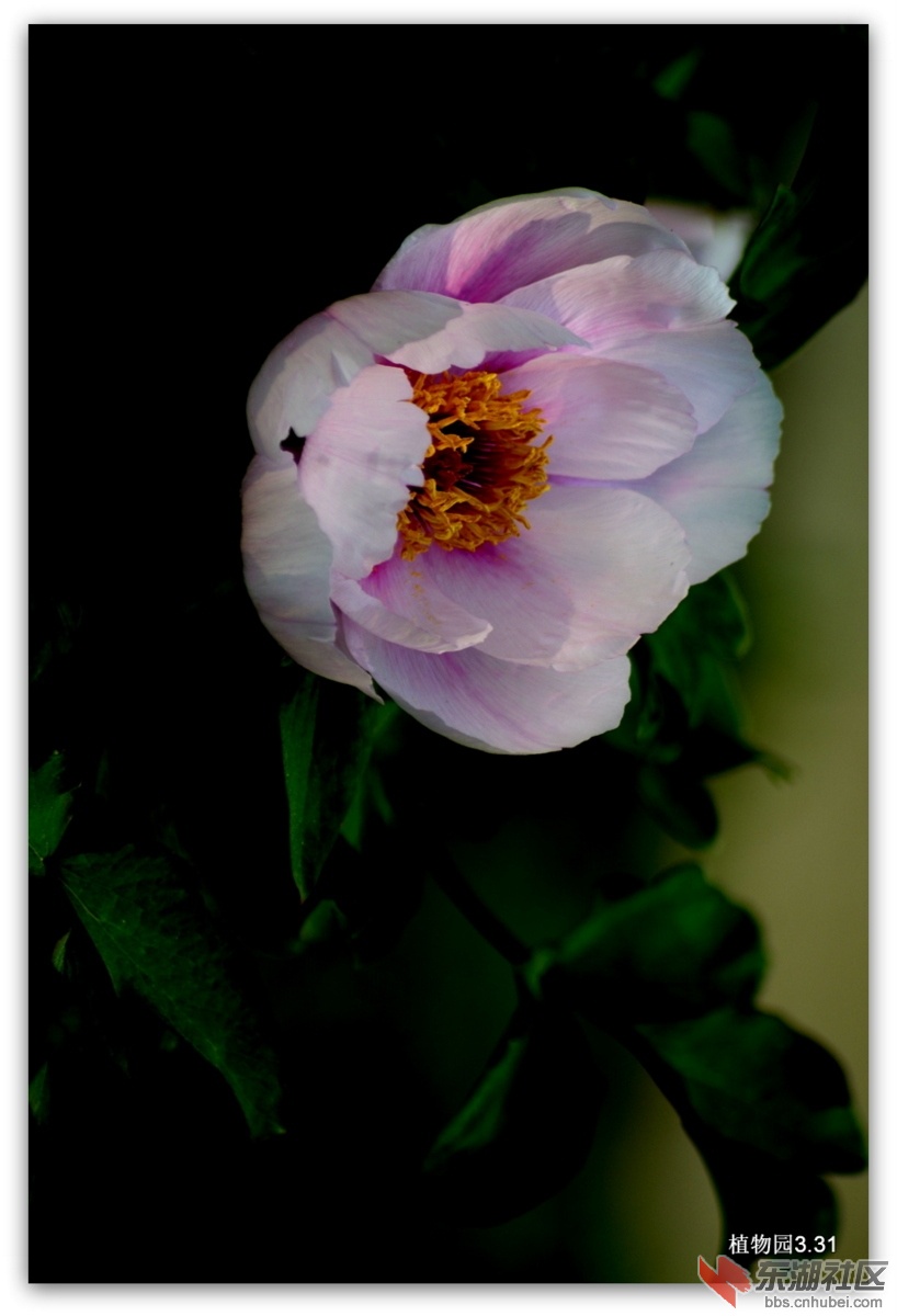 DSC_0086.JPG