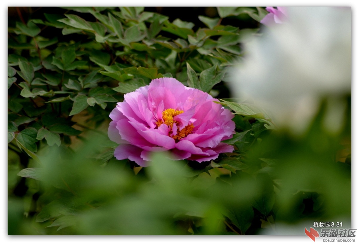 DSC_0104.JPG