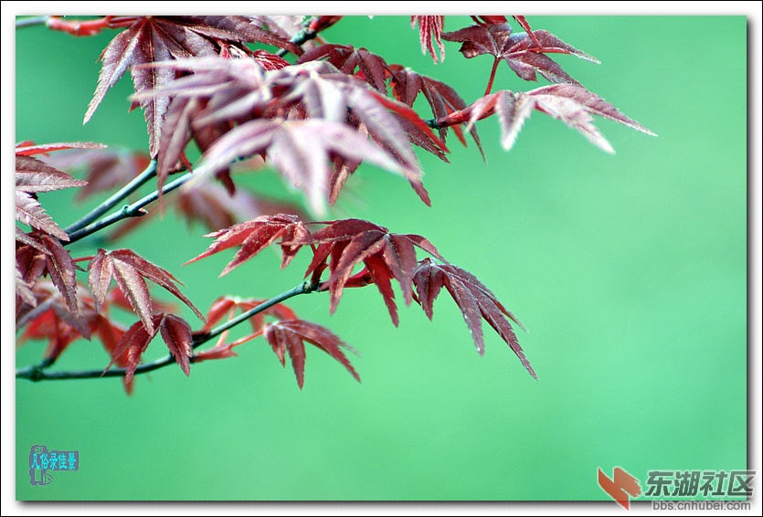 一葉紅楓,點燃太和之春——2013梁子湖紅楓觀賞節隨記