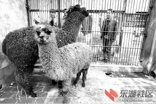 羊驼.jpg