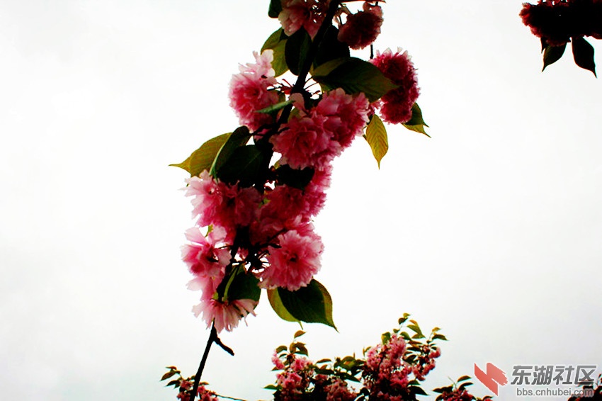 花开职院 春满车城18.jpg