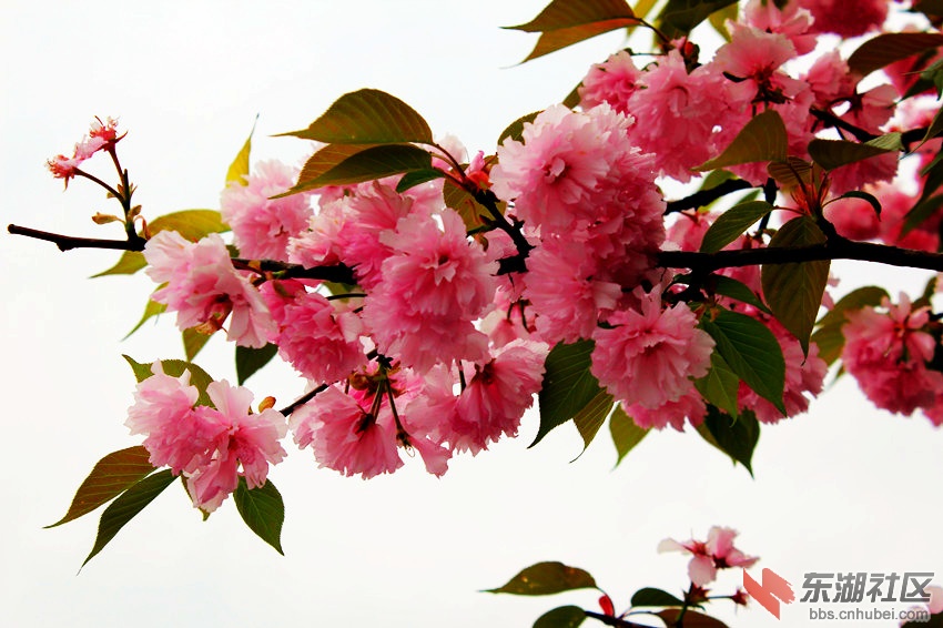 花开职院 春满车城19.jpg