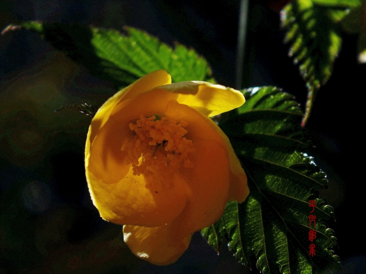 DSCF5665_副本.jpg