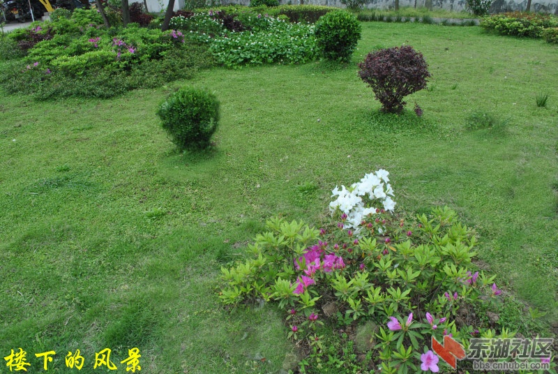 楼下的风景