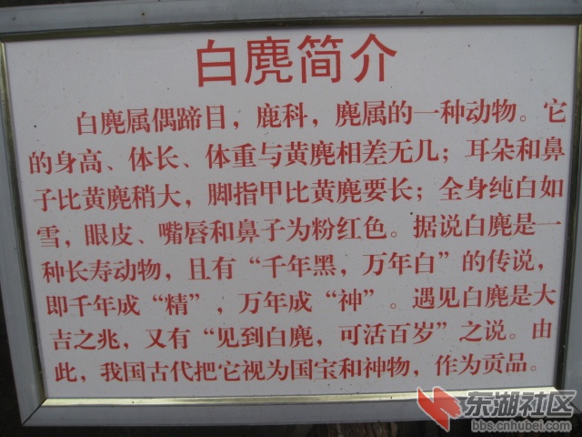 白麂简介