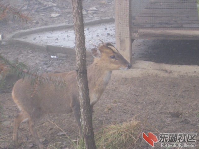 黄麂
