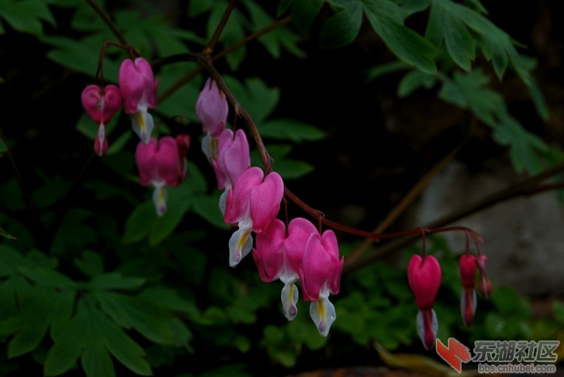 DSC01900.jpg