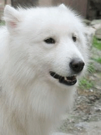 IMG_1260_副本.gif