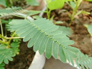 nEO_IMG_nEO_IMG_P1430382_副本.gif