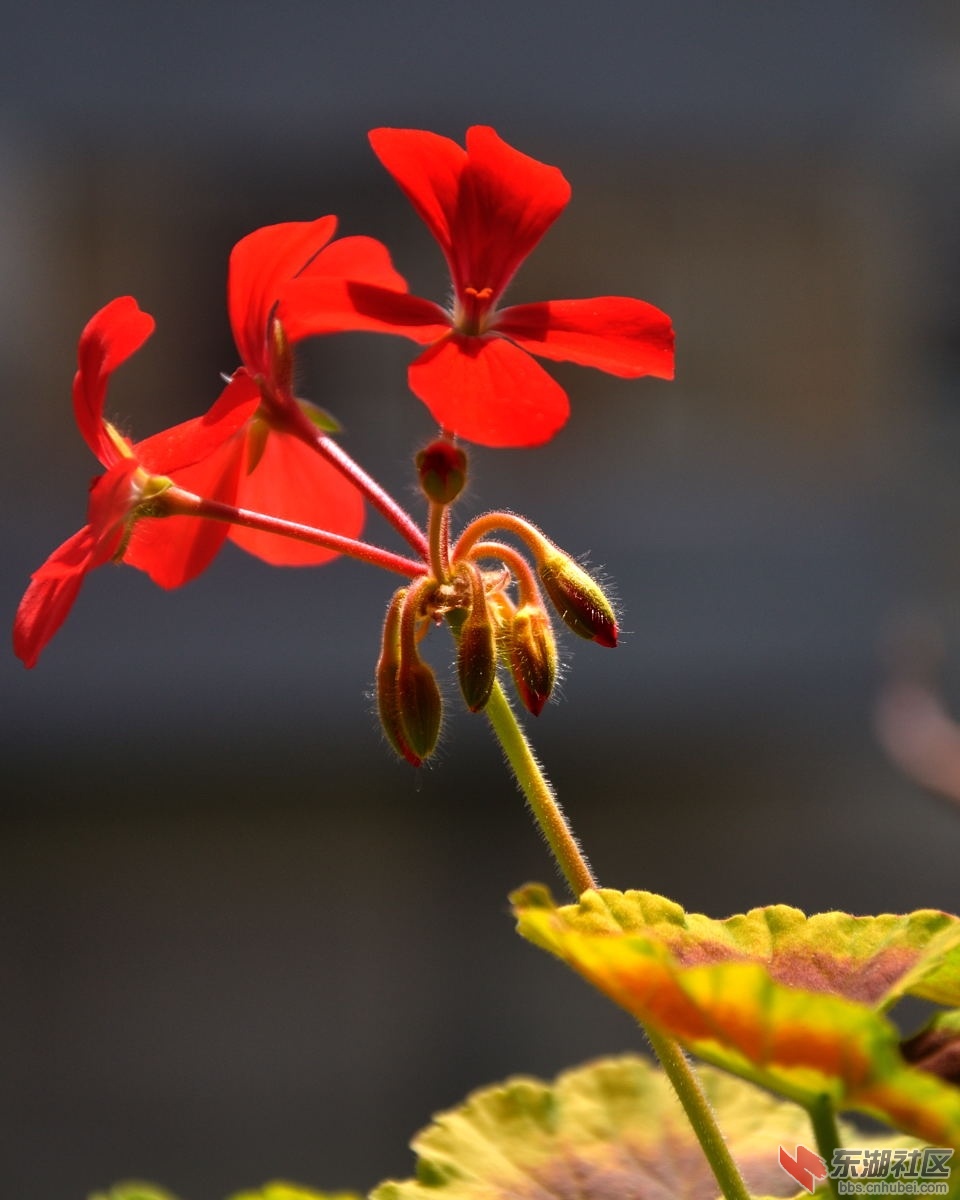 DSC_0106.jpg