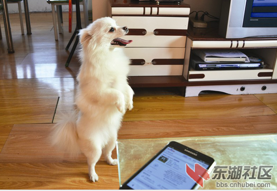 能直立行的博美犬“妞妞”.jpg
