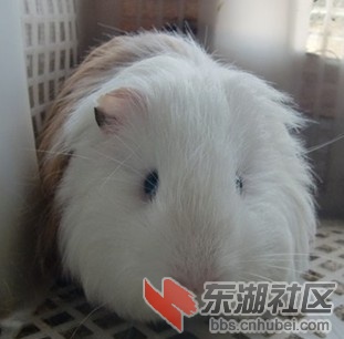 我就是一萌猪宝贝哦