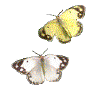 584.gif