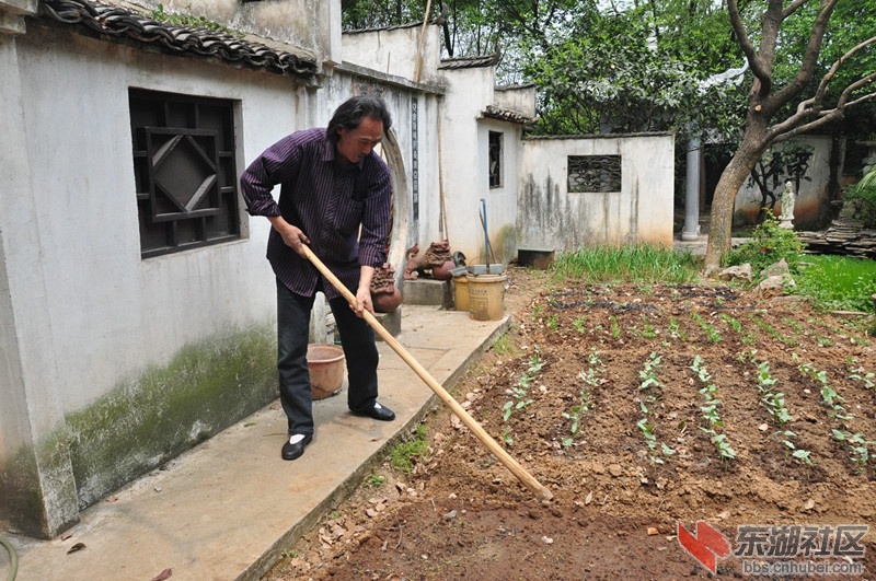 16虞小风的院子里种着竹叶菜等蔬菜，作画的同时种种菜对他来说是种享受_副本.jpg.jpg
