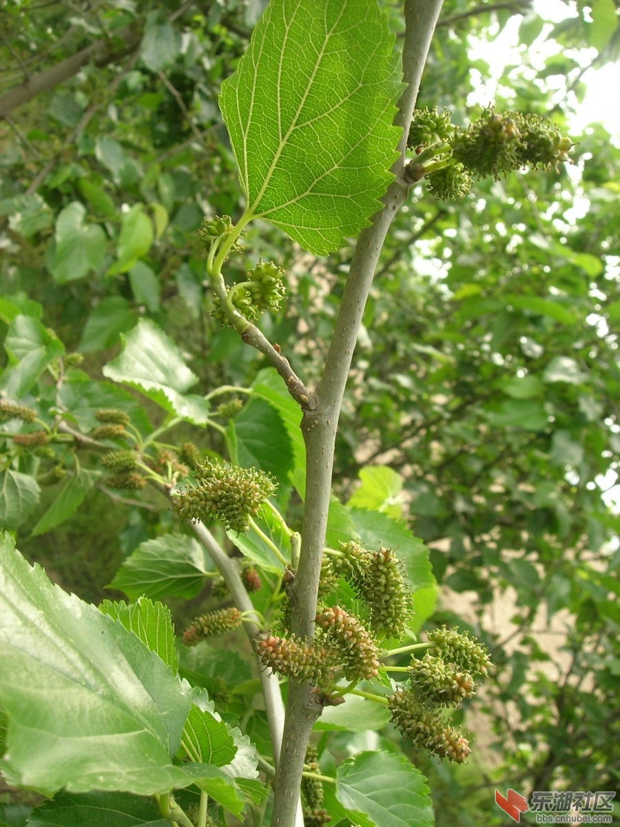 DSCN4772.JPG