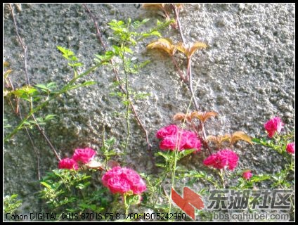 IMG_3494.JPG