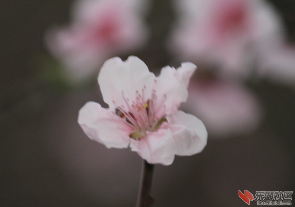 桃花2.jpg