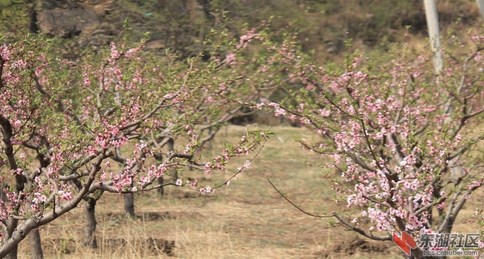 桃花3.jpg
