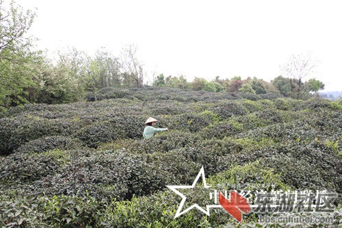 IMG_3310_副本.jpg