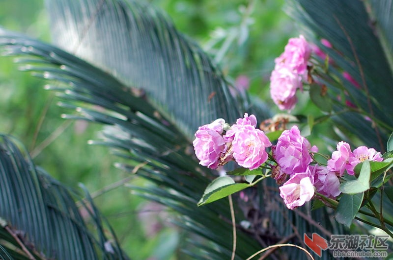 DSC_0032_副本.jpg