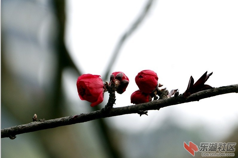 桃花.jpg