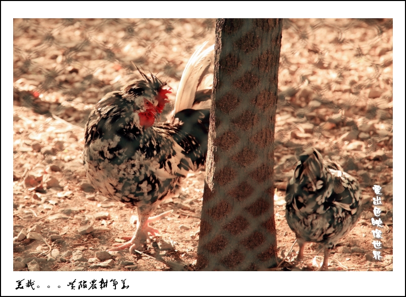IMG_0909_副本_conew1.jpg