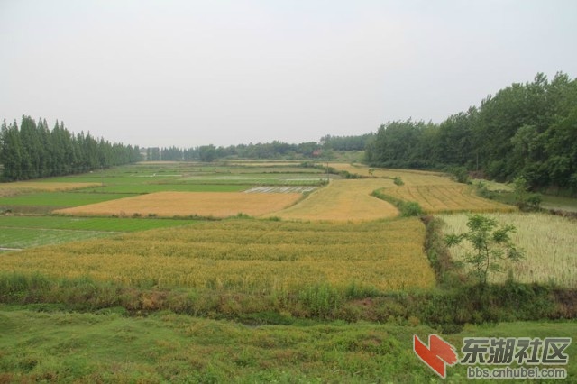 木桥村3.jpg