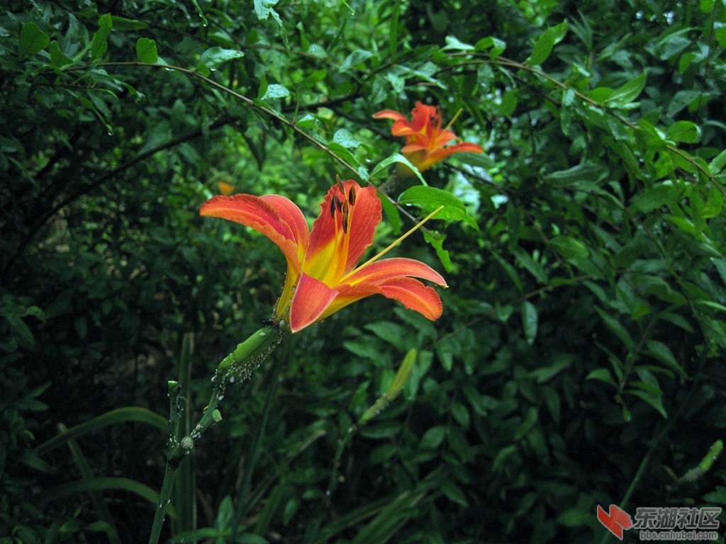 IMG_0681.jpg