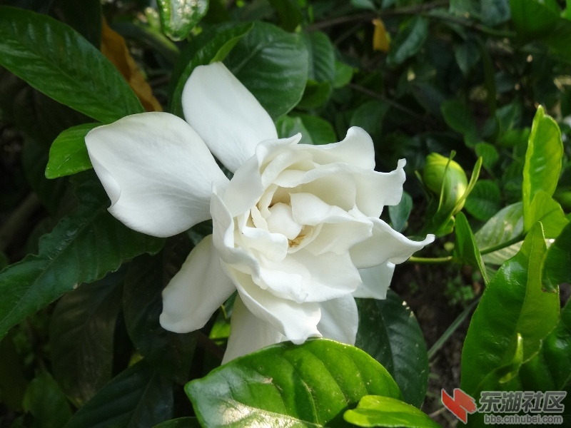 栀子花 (3) (800x600).jpg