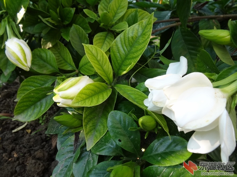 栀子花 (8) (800x600).jpg