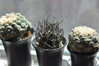 喜欢它的黑头发