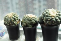 3头大鱼