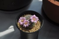 美丽的花