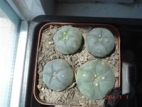 4头鱼