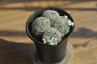 开花了