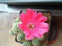 好大一朵花
