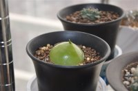 大苍角殿