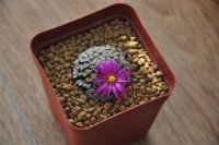 紫色的花