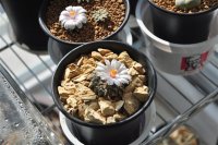 小牡丹开花了