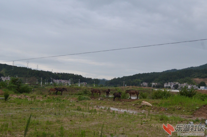 DSC_0025_conew1.jpg