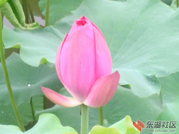 IMGP0527.JPG