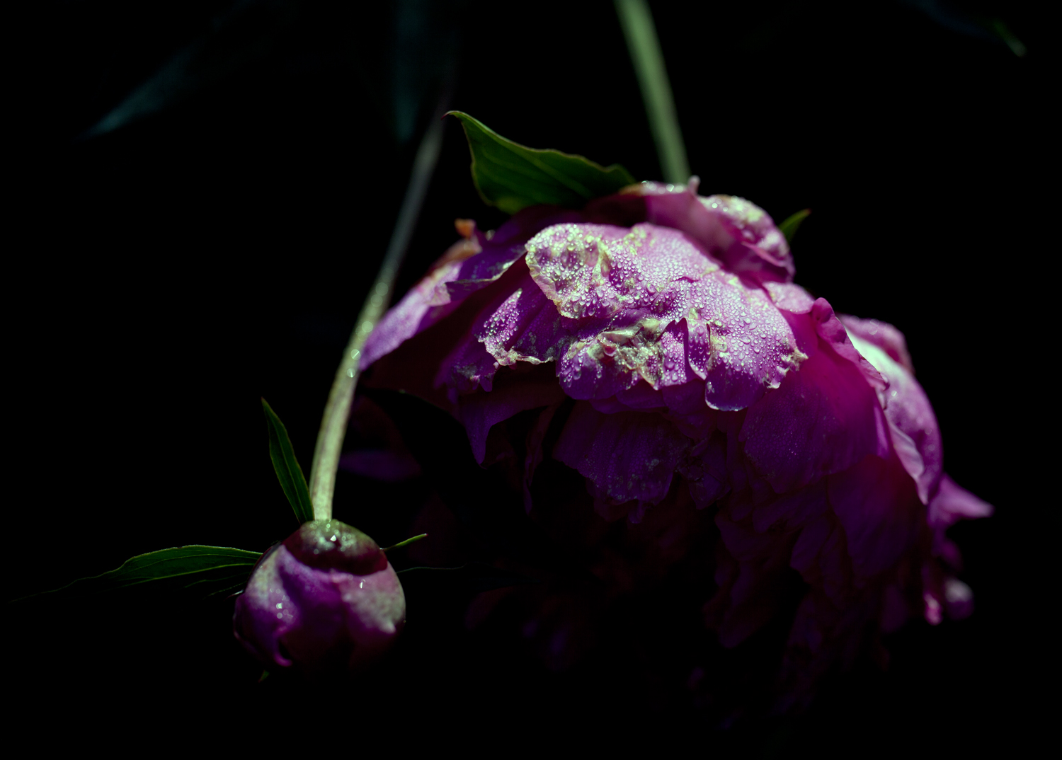 芍药2.jpg
