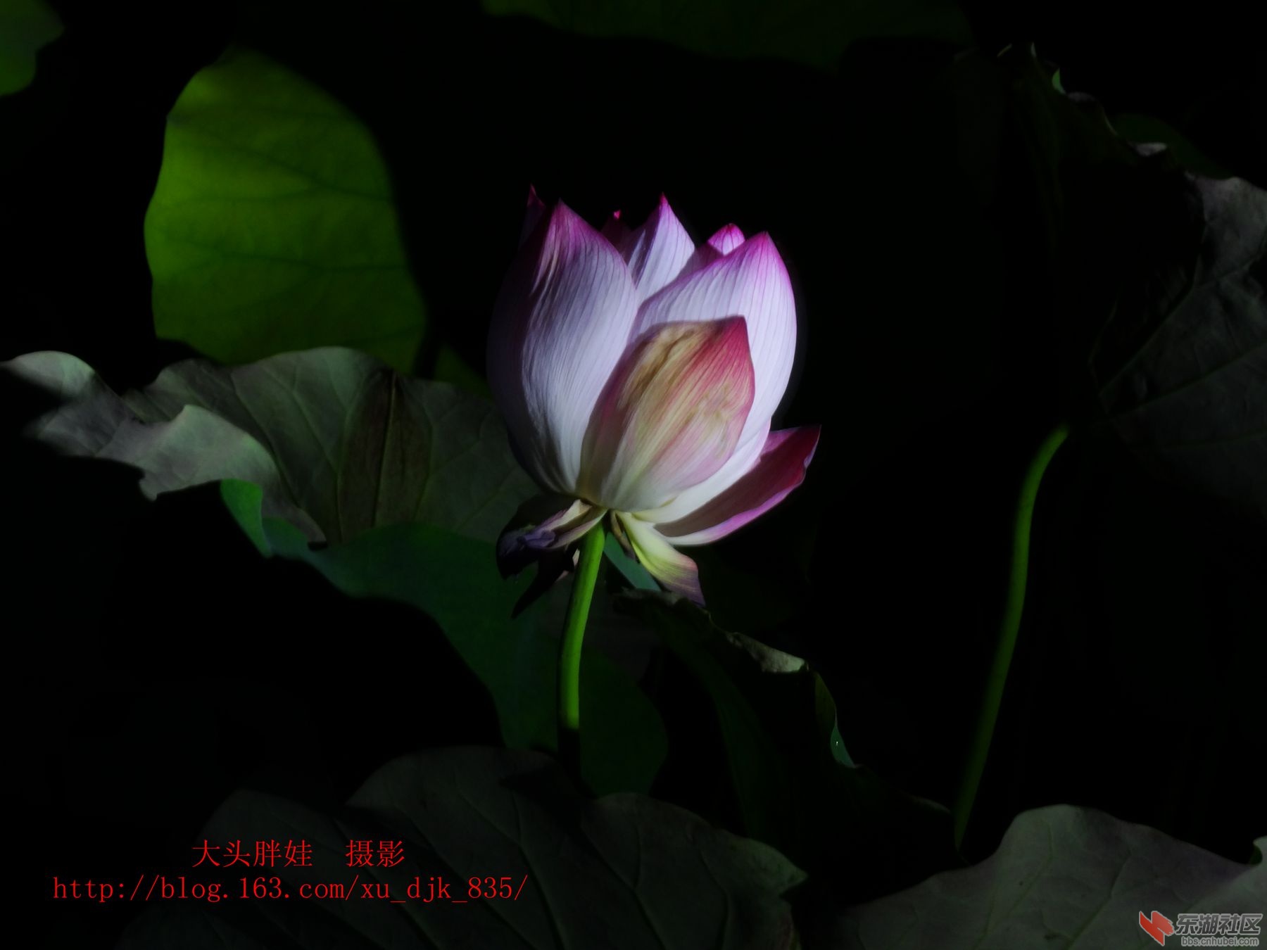DSC07548_副本8.jpg