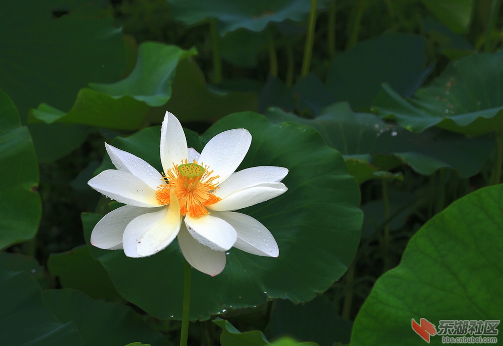 IMG_2076.jpg副.jpg发.jpg1.jpg